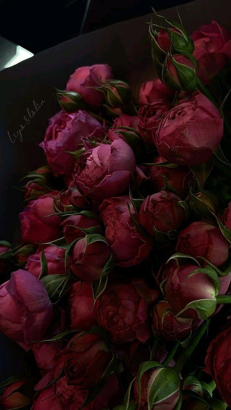 Harmony in Bloom: Vibrant Symphony of Petals